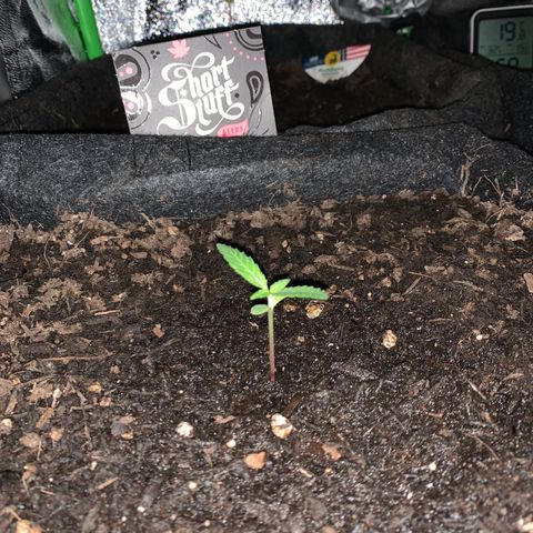 Auto Assassin growlog timeline photo