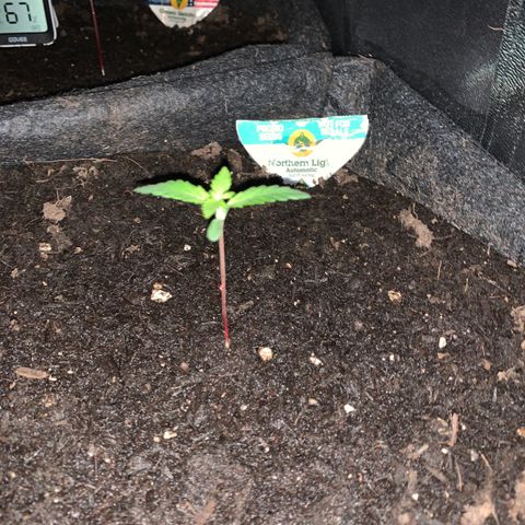 Northern Light Automatic #1 growlog timeline photo