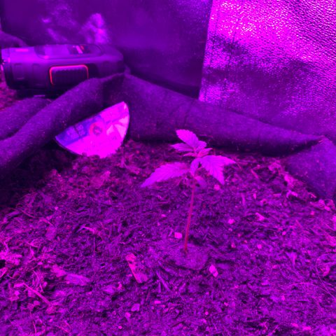 Northern Light Automatic #1 growlog timeline photo
