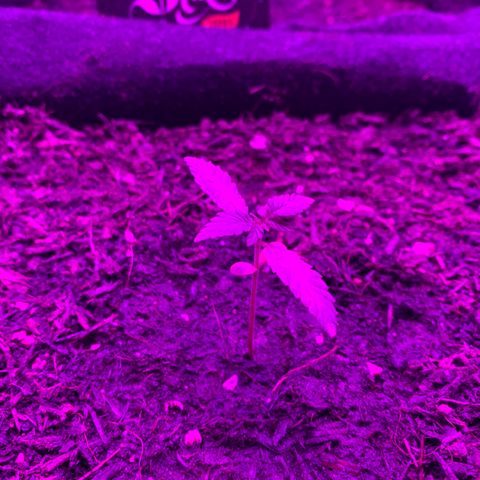Auto Assassin growlog timeline photo