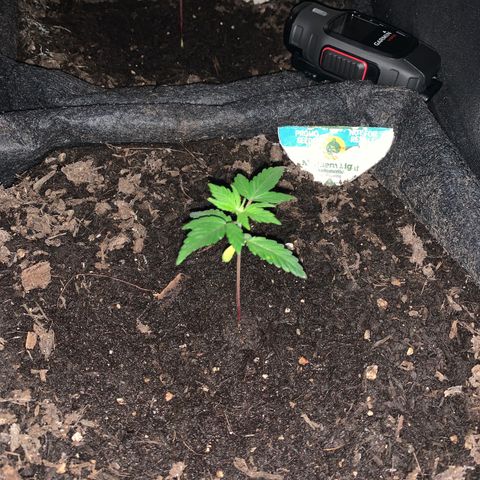 Northern Light Automatic #1 growlog timeline photo