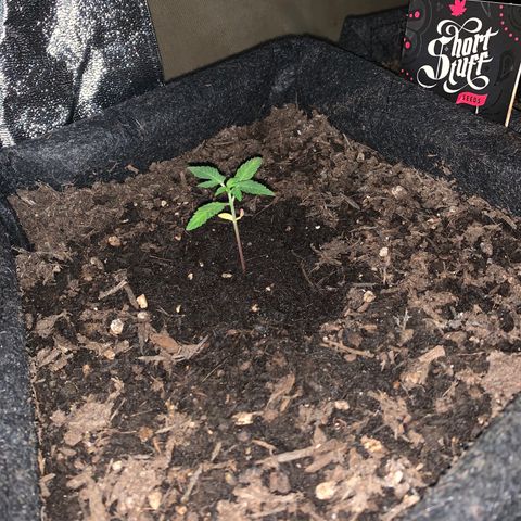 Auto Assassin growlog timeline photo