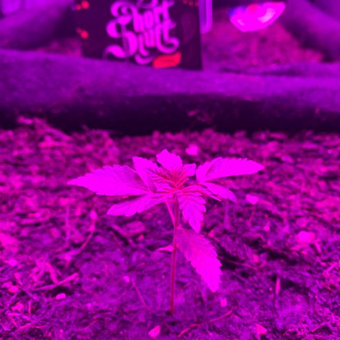 Auto Assassin growlog timeline photo