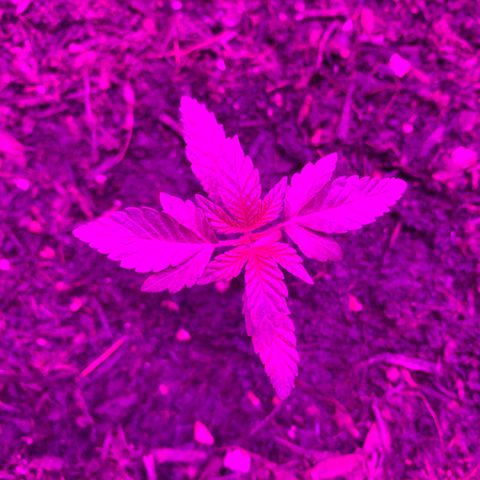 Auto Assassin growlog timeline photo
