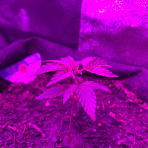 Northern Light Automatic #1 growlog timeline photo