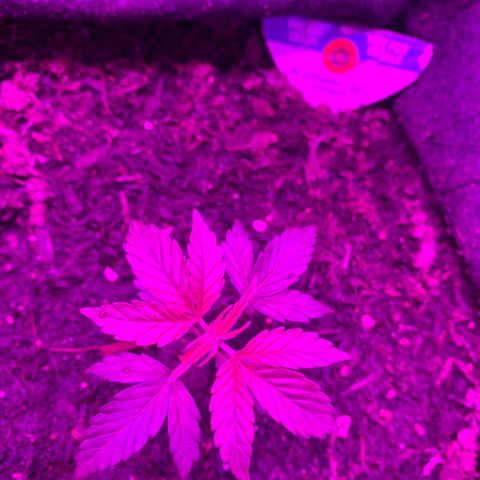 Northern Light Automatic #1 growlog timeline photo