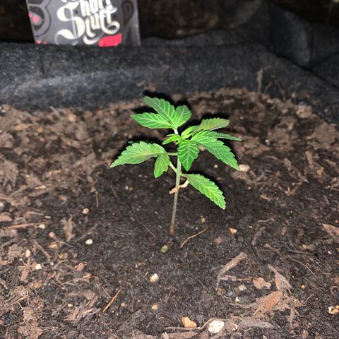 Auto Assassin growlog timeline photo