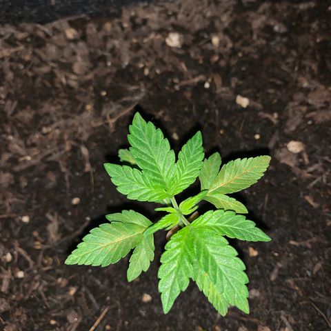 Auto Assassin growlog timeline photo