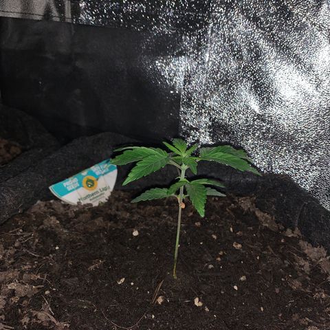 Northern Light Automatic #1 growlog timeline photo