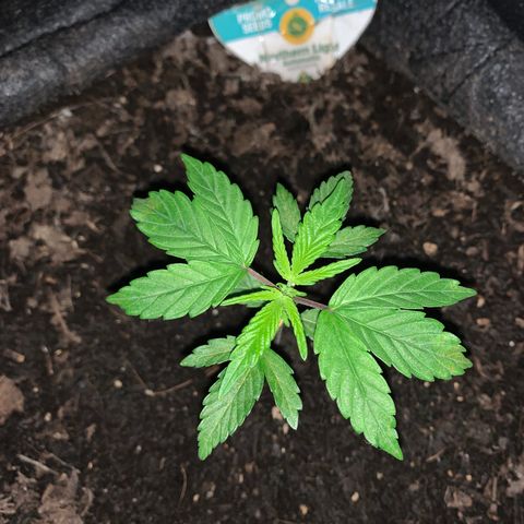 Northern Light Automatic #1 growlog timeline photo