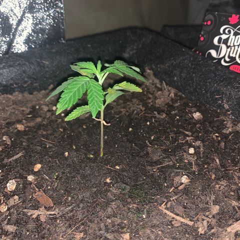 Auto Assassin growlog timeline photo