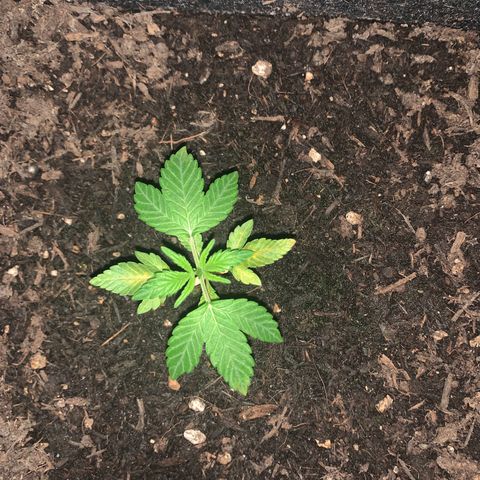 Auto Assassin growlog timeline photo