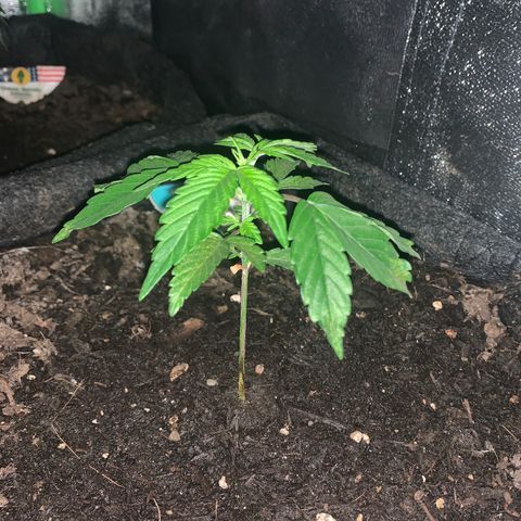 Northern Light Automatic #1 growlog timeline photo
