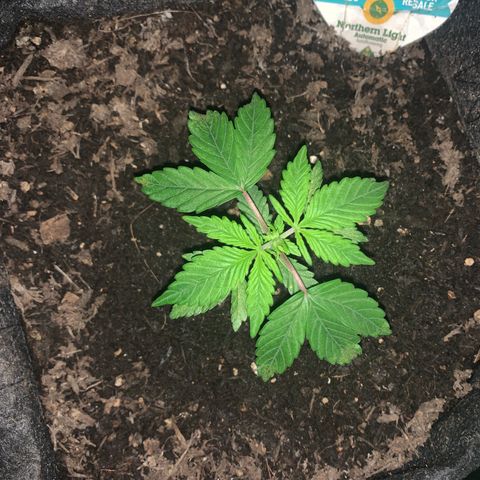 Northern Light Automatic #1 growlog timeline photo