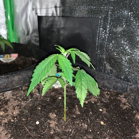 Northern Light Automatic #1 growlog timeline photo