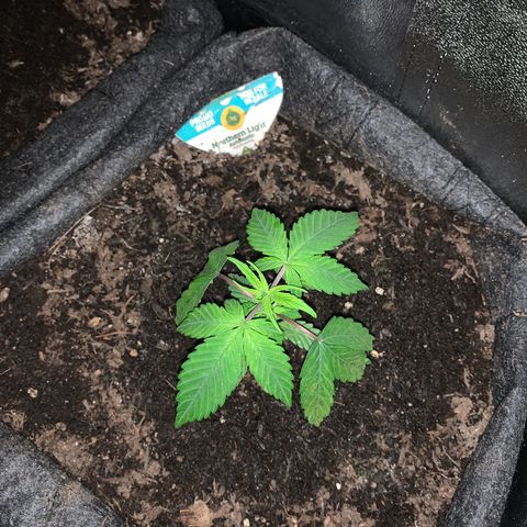 Northern Light Automatic #1 growlog timeline photo