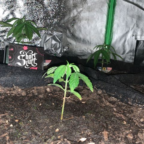 Auto Assassin growlog timeline photo