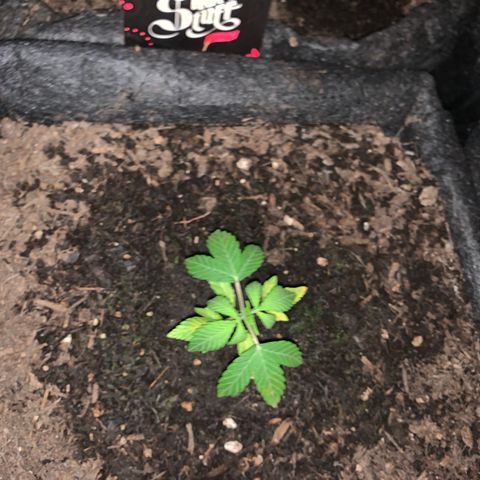 Auto Assassin growlog timeline photo