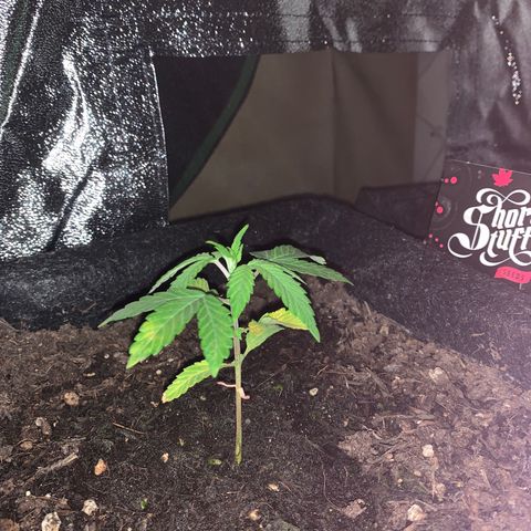 Auto Assassin growlog timeline photo