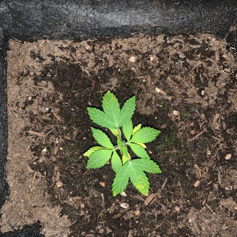 Auto Assassin growlog timeline photo