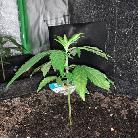 Northern Light Automatic #1 growlog timeline photo