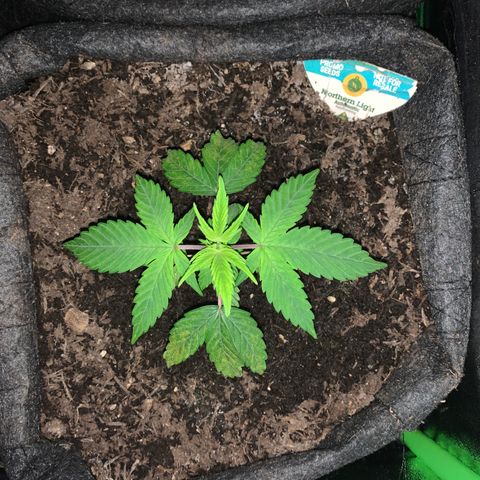 Northern Light Automatic #1 growlog timeline photo