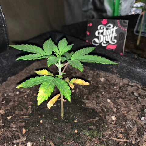 Auto Assassin growlog timeline photo