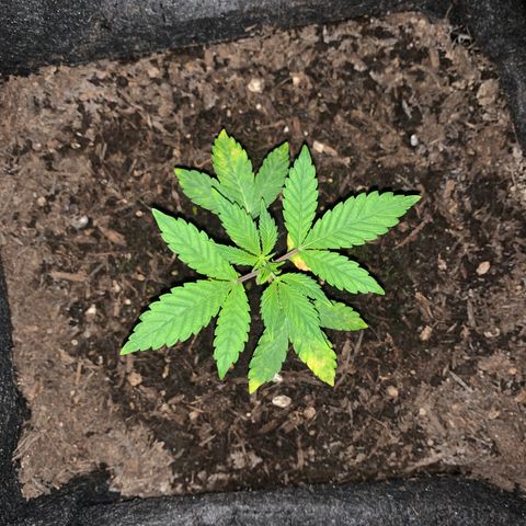 Auto Assassin growlog timeline photo