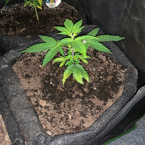 Northern Light Automatic #1 growlog timeline photo