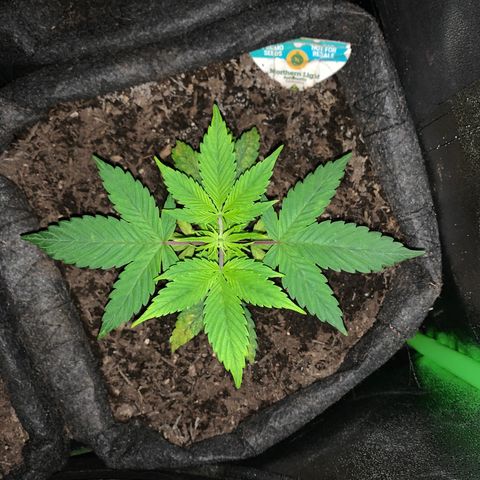 Northern Light Automatic #1 growlog timeline photo