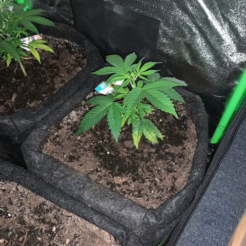 Northern Light Automatic #1 growlog timeline photo