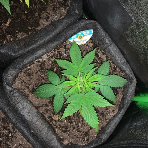 Northern Light Automatic #1 growlog timeline photo