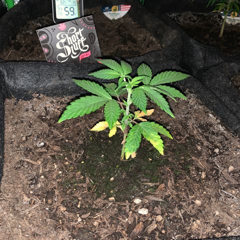 Auto Assassin growlog timeline photo
