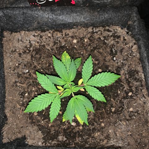 Auto Assassin growlog timeline photo