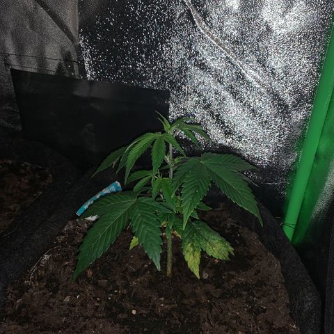 Northern Light Automatic #1 growlog timeline photo