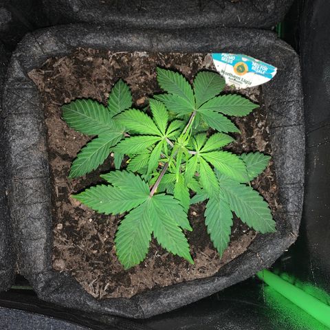 Northern Light Automatic #1 growlog timeline photo