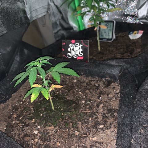 Auto Assassin growlog timeline photo