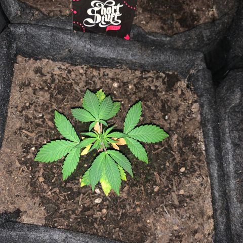 Auto Assassin growlog timeline photo