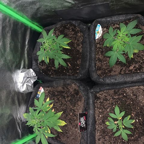 Northern Light Automatic #1 growlog timeline photo