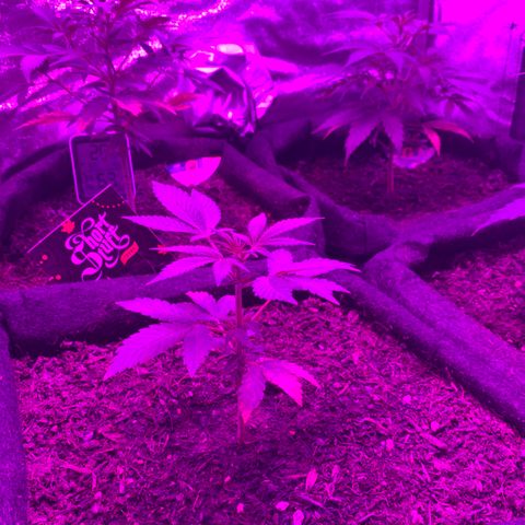 Auto Assassin growlog timeline photo