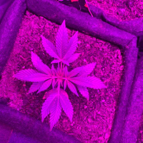 Auto Assassin growlog timeline photo