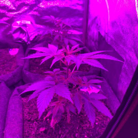 Northern Light Automatic #1 growlog timeline photo