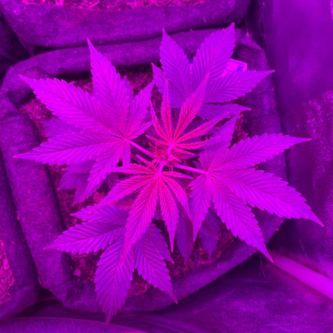 Northern Light Automatic #1 growlog timeline photo