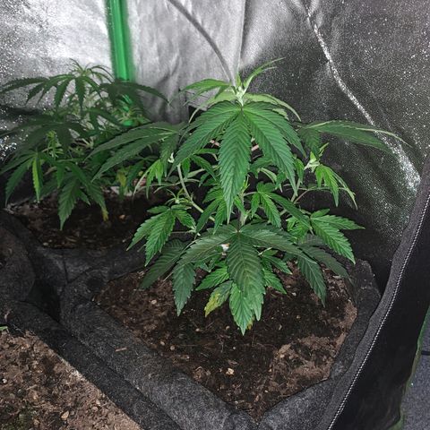 Northern Light Automatic #1 growlog timeline photo