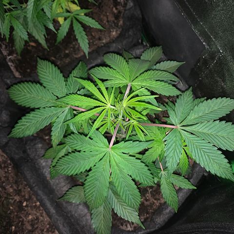 Northern Light Automatic #1 growlog timeline photo
