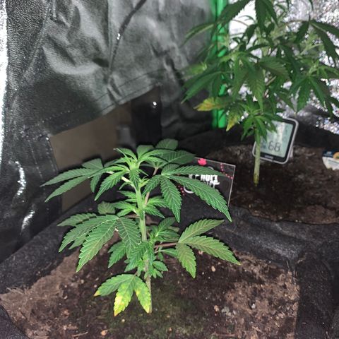 Auto Assassin growlog timeline photo