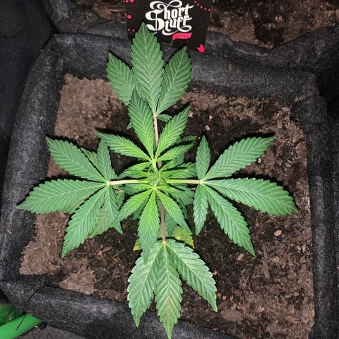 Auto Assassin growlog timeline photo