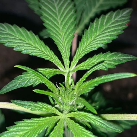 Auto Assassin growlog timeline photo