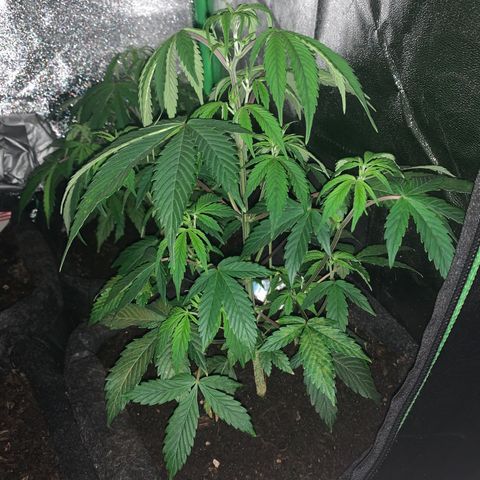 Northern Light Automatic #1 growlog timeline photo