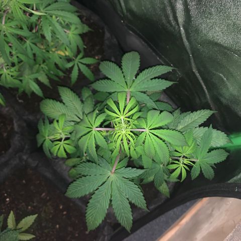 Northern Light Automatic #1 growlog timeline photo